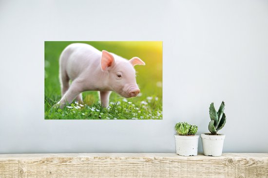 Affiche Animaux - Porcelet - Cochon - 30x20 cm