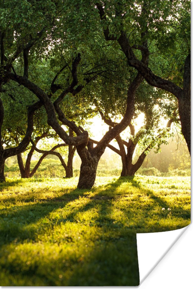 Poster Bomen - Natuur - Zon - 40x60 cm