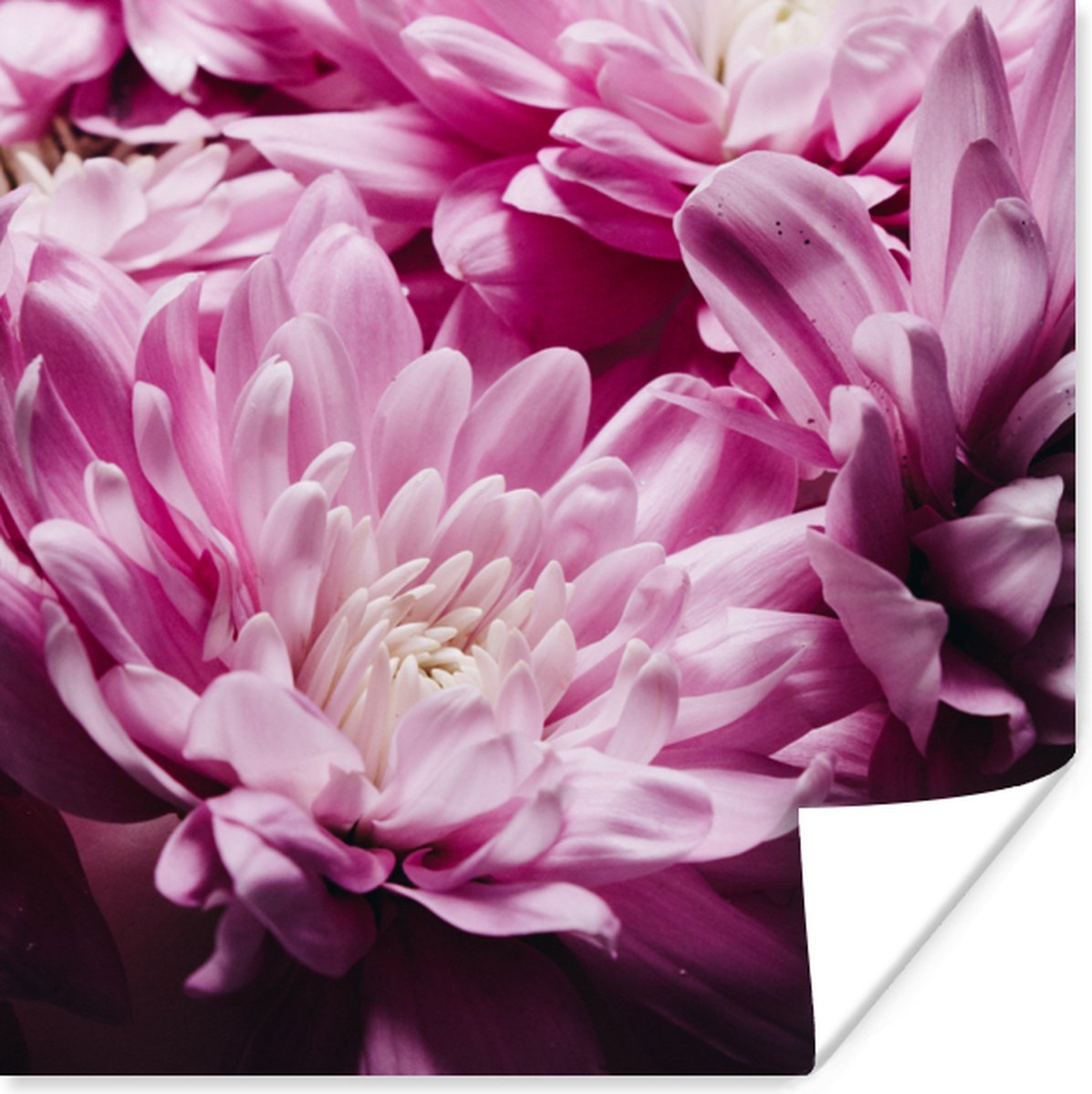 Poster Bloemen - Roze - Natuur - 75x75 cm