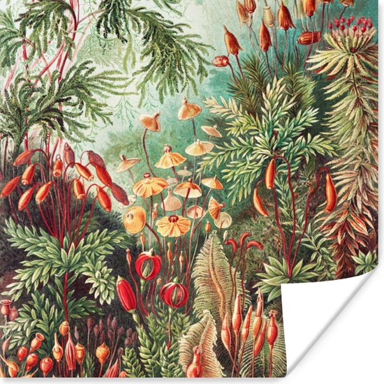 Poster Bloemen - Kunst - Vintage - Natuur - Botanisch - 100x100 cm XXL