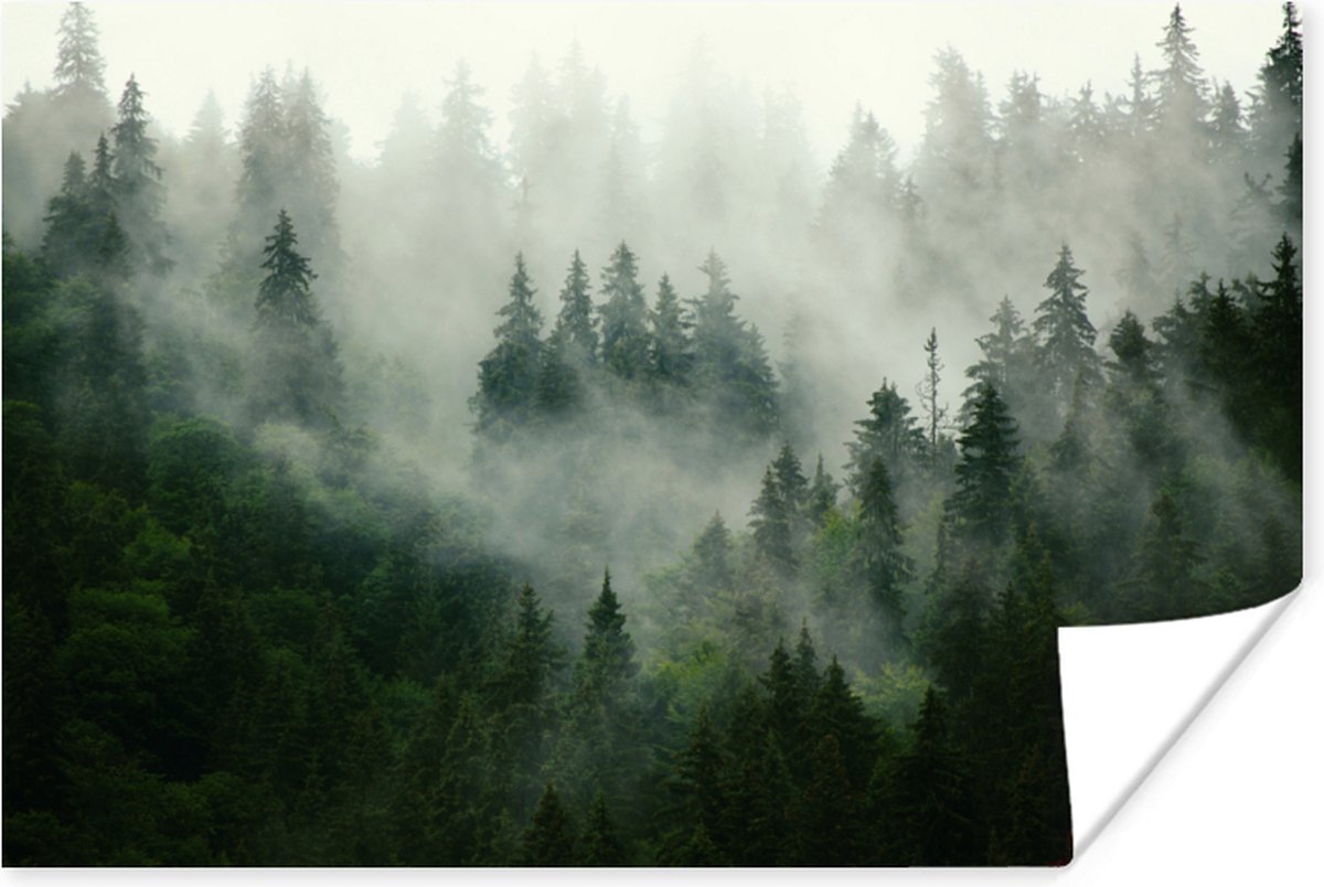 Poster Bos - Mist - Bomen - Natuur - 30x20 cm