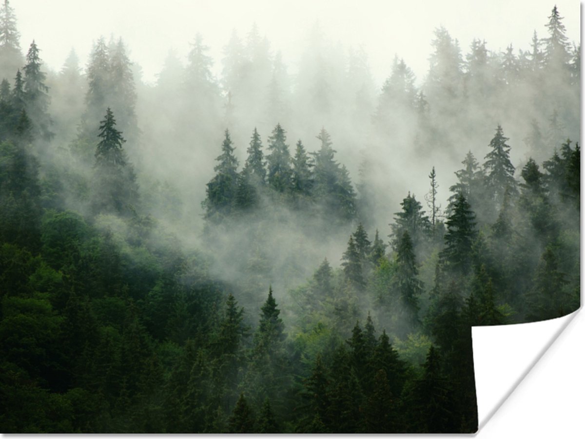 Poster Bos - Mist - Bomen - Natuur - 80x60 cm