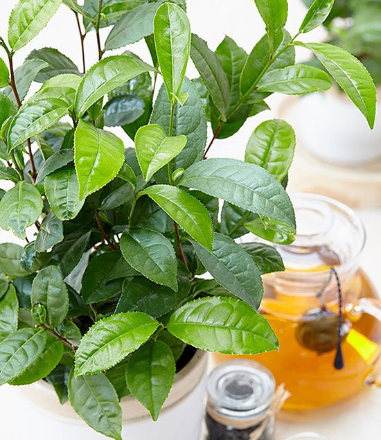 Théier Camellia sinensis rustique thé facile à cultiver soimême