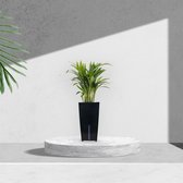 Goudpalm met zelfwaterende bloempot – lucht zuiverende kamerplant licht groen in zwart automatisch watergeefsysteem – Areca ↕35 tot 50cm - Ø12 – Waterfresh 10,5x10,5x18cm