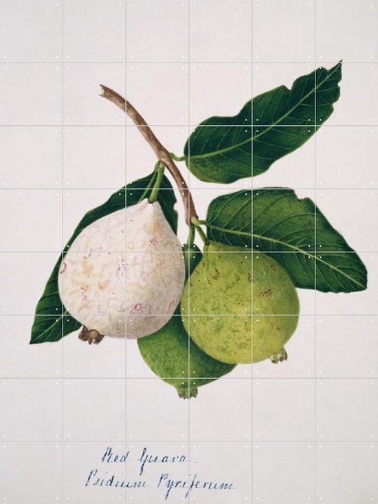IXXI Red Guava - Margaret Bushby Lascelles Cockburn - Wanddecoratie