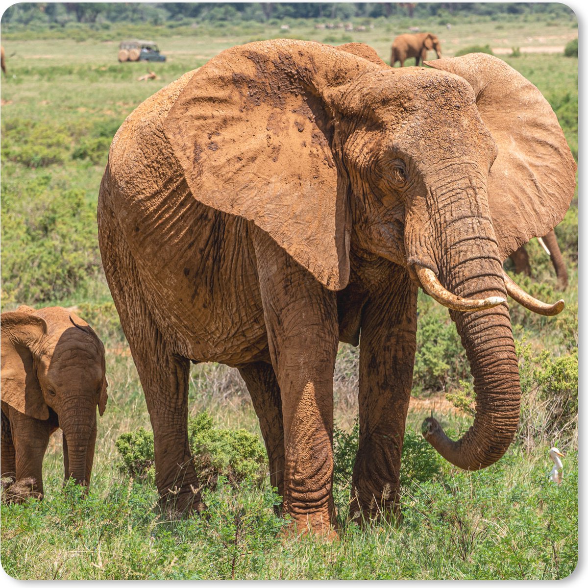 Muismat XXL 40x40 cm - Bureau onderlegger - Bureau mat Baby olifant met zijn moeder in het gras - Bureaumat - Gaming mousepad xl - Bureaulegger groot - Computer deskmat