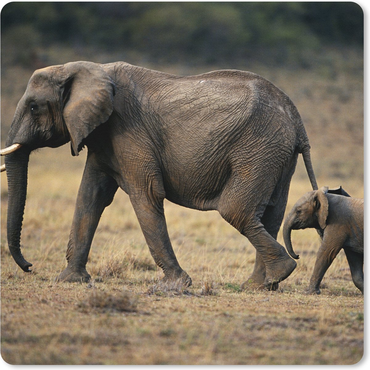 Muismat XXL 40x40 cm - Bureau onderlegger - Bureau mat Olifant - Dieren - Savanne - Natuur - Bureaumat - Gaming mousepad xl - Bureaulegger groot - Computer deskmat