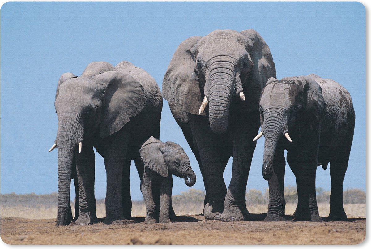 Muismat XXL 90x60 cm - Bureau onderlegger - Bureau mat Olifant - Vlakte - Dieren - Natuur - Bureaumat - Gaming mousepad xl - Bureaulegger groot - Computer deskmat