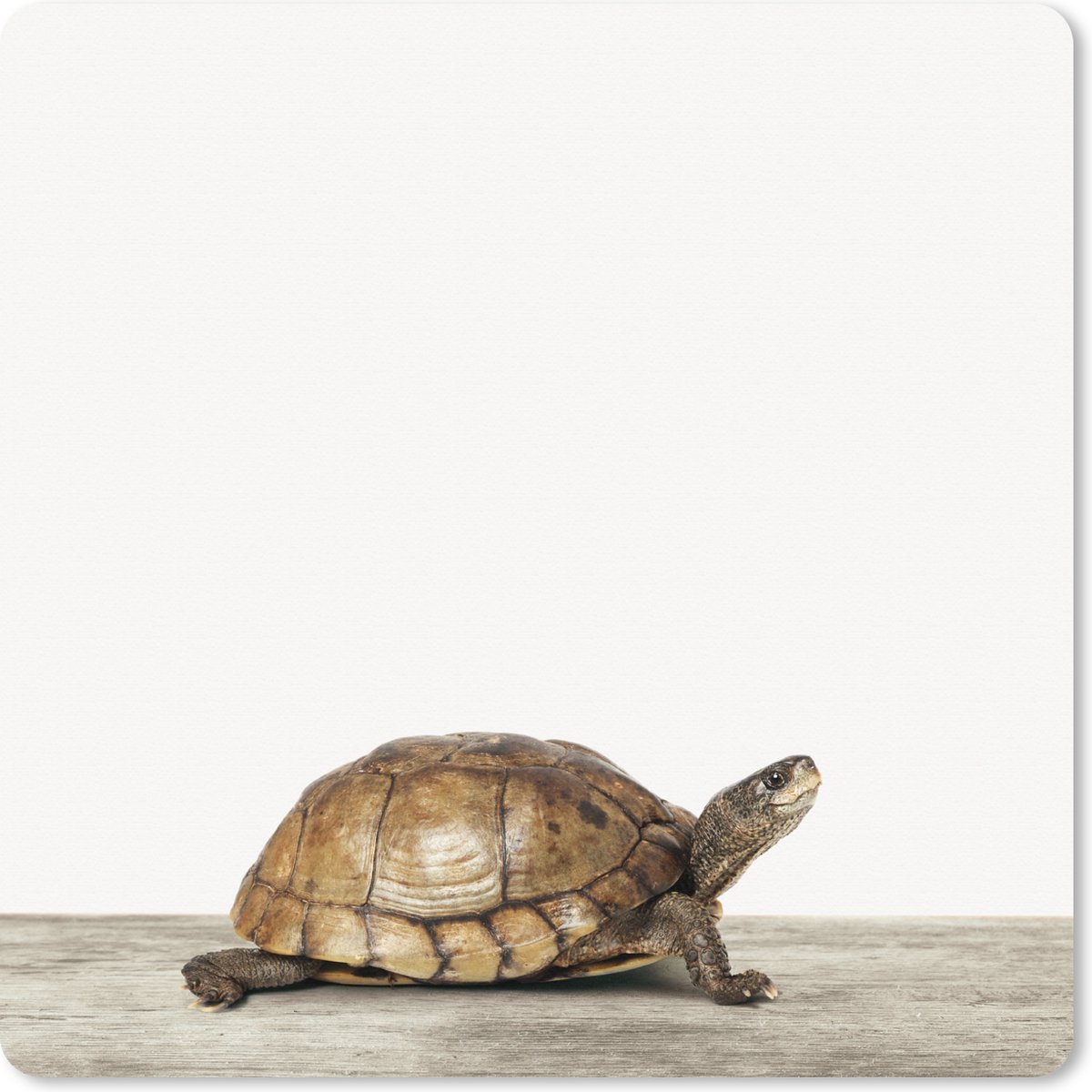 Muismat XXL 40x40 cm - Bureau onderlegger - Bureau mat Schildpad - Jongen - Dieren - Kinderen - Meisjes - Bureaumat - Gaming mousepad xl - Bureaulegger groot - Computer deskmat