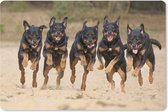 Muismat XXL - Bureau onderlegger - Bureau mat - Rennende Rottweilers op een rij - 90x60 cm - XXL muismat