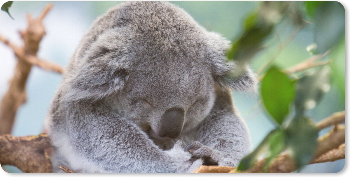 Muismat XXL 90x45 cm - Bureau onderlegger - Bureau mat Koala - Takken - Bladeren - Kinderen - Jongens - Meisjes - Bureaumat - Gaming mousepad xl - Bureaulegger groot - Computer deskmat