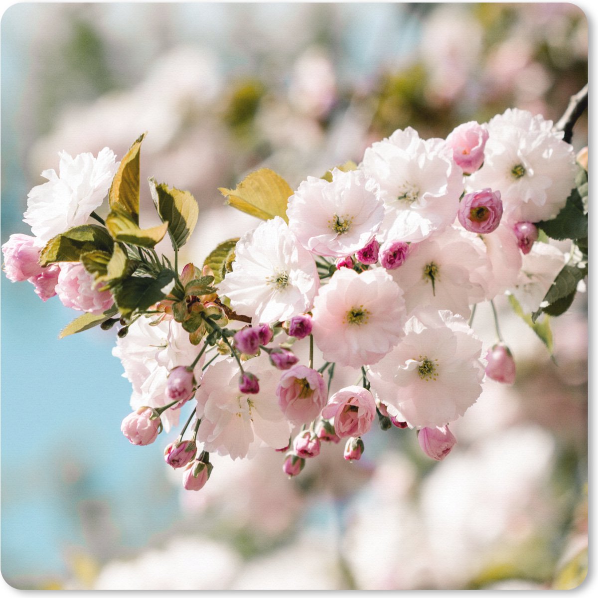 Muismat XXL 40x40 cm - Bureau onderlegger - Bureau mat Bloemen - Bloesem - Lente - Bureaumat - Gaming mousepad xl - Bureaulegger groot - Computer deskmat