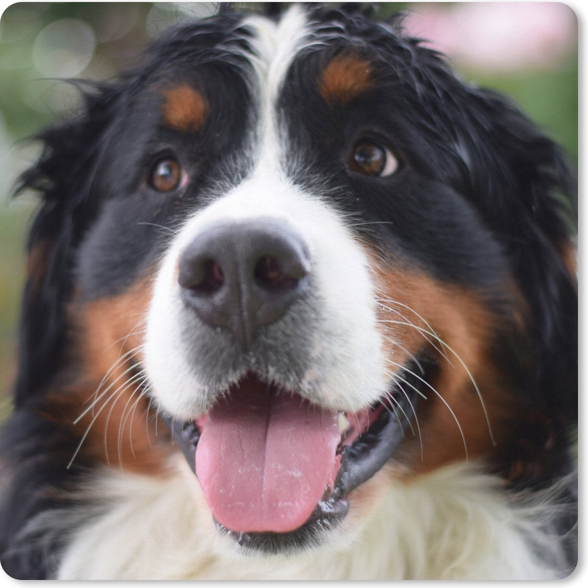Muismat XXL 40x40 cm - Bureau onderlegger - Bureau mat Vooraanzicht van het hoofd van de Berner Sennenhond - Bureaumat - Gaming mousepad xl - Bureaulegger groot - Computer deskmat
