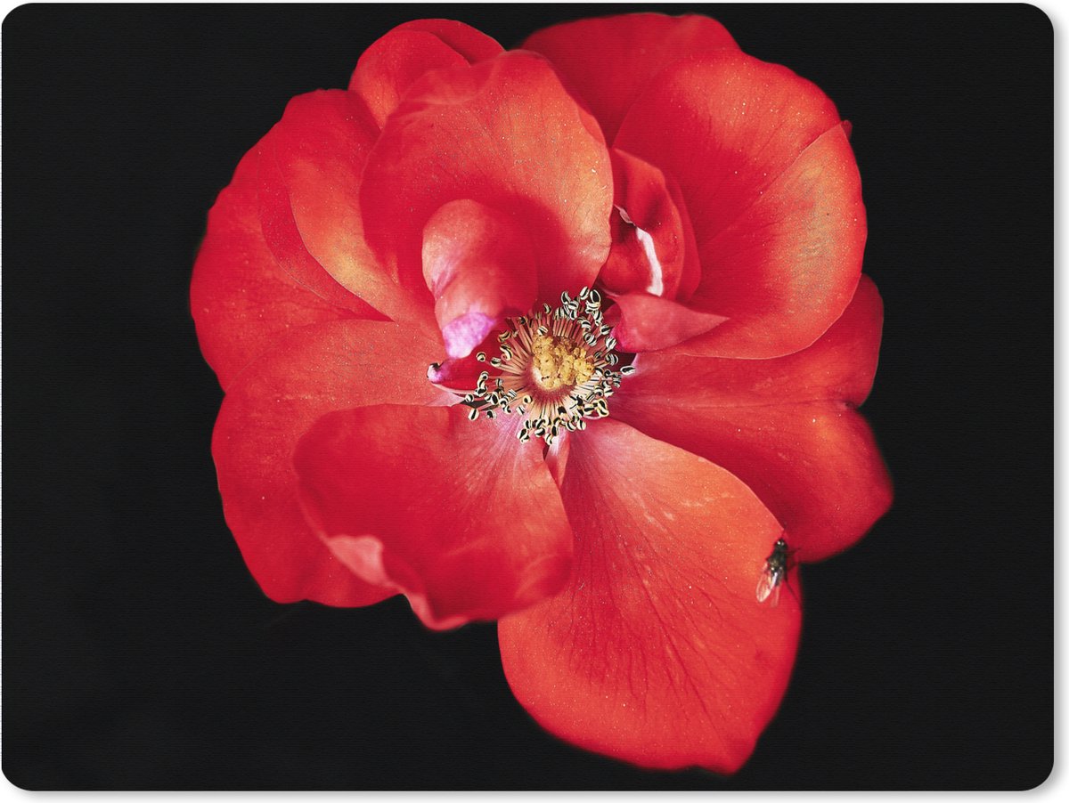 Muismat XXL 80x60 cm - Bureau onderlegger - Bureau mat Een afbeelding van een rode pioenroos op een zwarte achtergrond - Bureaumat - Gaming mousepad xl - Bureaulegger groot - Computer deskmat
