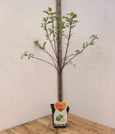 Granny Smith Appelboom -Fruitboom- 120 cm hoog- Laagstam- Potgekweekt- professioneel telersras