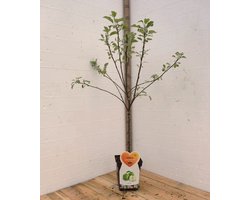 Granny Smith Appelboom -Fruitboom- 120 cm hoog- Laagstam- Potgekweekt- professioneel telersras