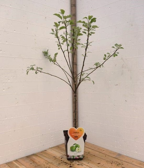 Foto: Granny smith appelboom fruitboom 120 cm hoog laagstam potgekweekt professioneel telersras