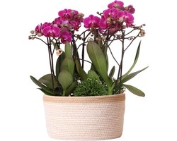 Kolibri Orchids | paarse plantenset in Cotton Basket incl. waterreservoir | drie paarse orchideeën Morelia 9cm en drie groene planten Rhipsalis | Jungle Bouquet paars met zelfvoorzienend waterreservoir