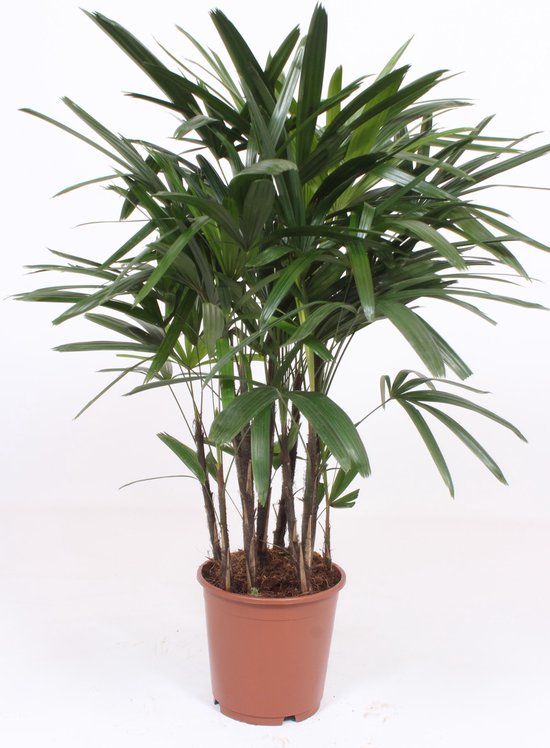 Kamerplant van Botanicly – Bamboepalm – Hoogte: 110 cm – Rhapis Excelsa