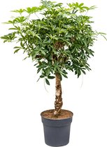 Schefflera arboricola stam kamerplant