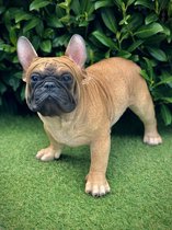 Franse Bulldog staand bruin levensecht 35 cm hoog - polyester - polystone - beeld - tuinbeeld - hoogkwalitatieve kunststof - decoratiefiguur - interieur - accessoire - voor binnen - voor buiten - cadeau - geschenk