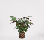 Calathea Compactstar in siermand Guusje Naturel – luchtzuiverende kamerplant – pauwenplant – living plant - ↕35-45cm - Ø13 – geleverd met plantenpot – vers uit de kwekerij