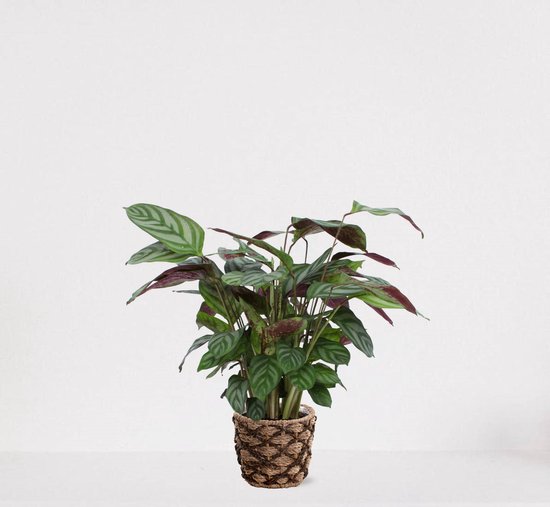 Calathea Compactstar en panier décoratif Guusje Naturel – plante d'intérieur purificatrice d'air – plante paon – plant vivante - ↕35-45cm - Ø13 – fournie avec cache-pot – fraîchement sortie de la pépinière