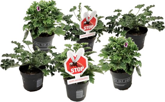 Plant in a Box - Mix de 6 Géraniums anti-moustiques - Pot 10,5cm - Hauteur 20-30cm - Plantes de jardin - Rustiques - 3 variétés différentes - Parfum Citron