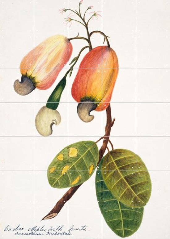 IXXI Cashew Apple - Wanddecoratie - Bloemen en Planten - 100 x 140 cm