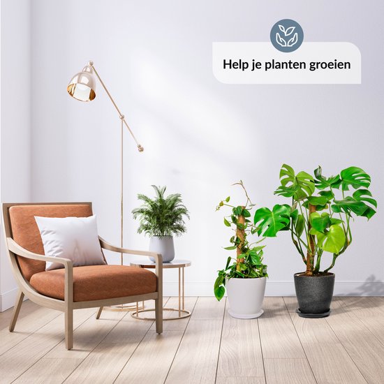 Een Monstera plant en palm in lichte potten, met een fauteuil in een lichte kamer.