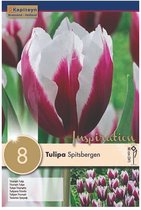 Zakje tulpenbollen - Tulipa 'Spitsbergen' - paars wit gestreepte tulpen - 8 bollen
