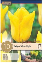 Zakje tulpenbollen - Tulipa 'Yellow Flight' - gele tulpen - 10 bollen