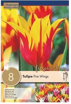 Zakje tulpenbollen - Tulipa 'Fire Wings' - rood geel gestreepte tulpen - 8 bollen