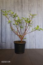 10 stuks | Witte Kornoeltje 'Kesselringii' Pot 40-60 cm Extra kwaliteit - Bladverliezend - Bloeiende plant - Geschikt als lage haag - Groeit breed uit - Informele haag