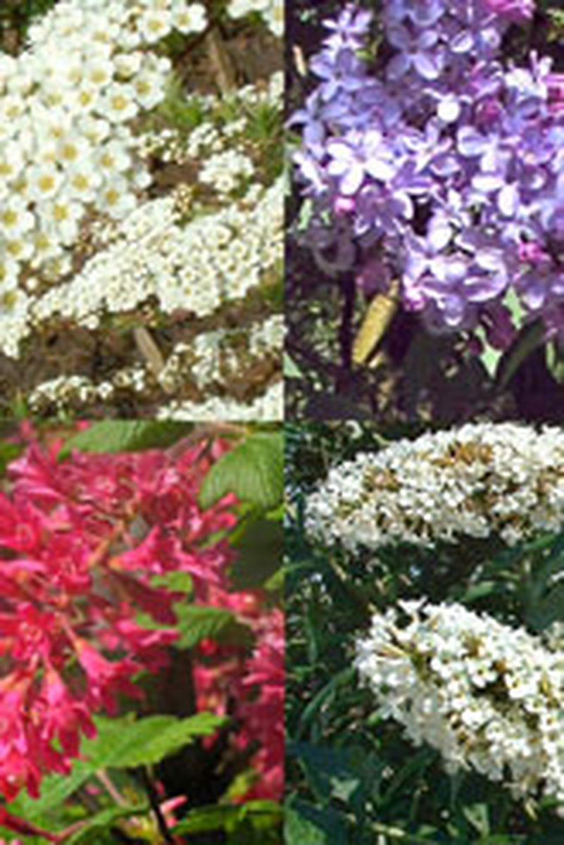 Plants Online - Haagplanten - Haag voor vlinders en insecten - Pot 30-60 cm - set van 1 - Bladverliezend - Bloeiende plant - Geurend - Informele haag - Insectenlokkend