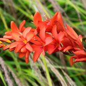 Crocosmia 'Carmine Brilliant' - Montbretia - 40 cm - Pot 3 liter