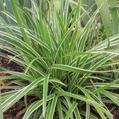 Carex morrowii 'Ice Dance' - Witbonte zegge - Planthoogte: 30 cm - Pot Ø 17 cm (2 liter)