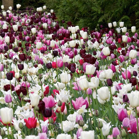 Tulp Colour Fusion 5 bollen - Bloembollen Kopen? | Goedkoop Bloembollen