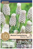 Zakje druifhyacint bollen - Muscari 'Siberia Tiger' - witte druifhyacinten - 10 bollen