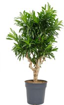 Plantenwinkel Dracaena Pleomele song of jamaica L kamerplant