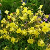 Aquilegia chrysantha 'Yellow Queen' - Akelei - Planthoogte: 10 cm - Pot 11 cm (1 liter)