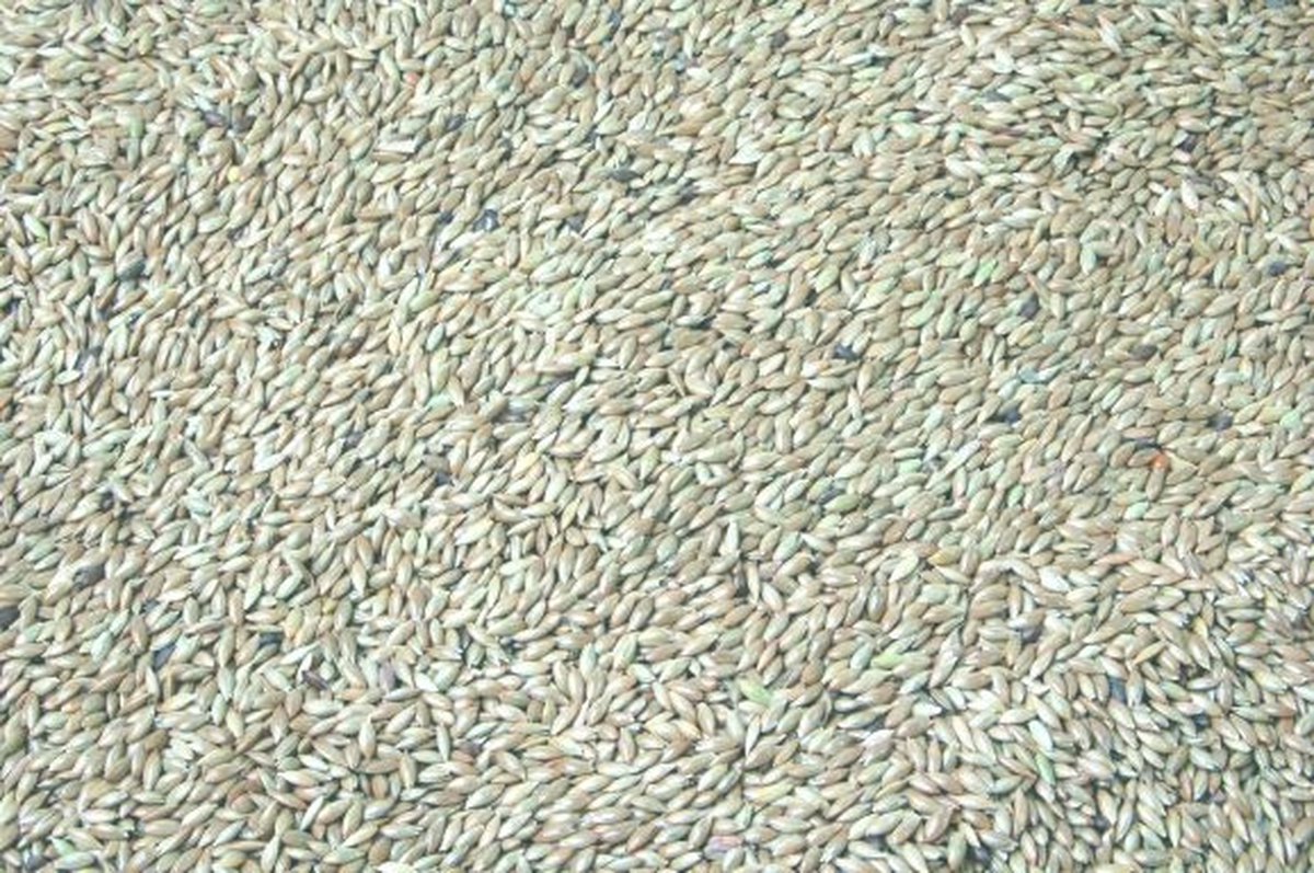 Wielink Platzaad/Witzaad 20 kg