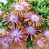 Delosperma 'Fireglow' - Ijsbloem - 5 cm - Pot 11 cm (1 liter)