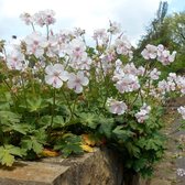 Geranium cantabrigiense 'Biokovo' - Ooievaarsbek - Planthoogte: 5 cm - Pot 11 cm (1 liter)