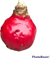 3 x Wax Amaryllis | Christmas Red | grote bol | meerdere bloemstelen | Gardenlovers