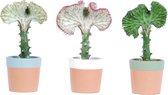 Euphorbia lactea 'Cristata' in Romy keramiek ↨ 30cm - 3 stuks - hoge kwaliteit planten
