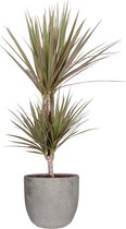 Dracaena 'Marginata Bicolour' in Mica sierpot Jimmy (lichtgrijs) ↨ 65cm - hoge kwaliteit planten