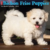 Bichon Frise Puppies Kalender 2022