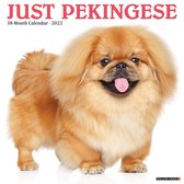 Pekingees Kalender 2022