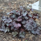 Heuchera 'Obsidian' - Purperklokje - Planthoogte: 15 cm - Pot 11 cm (1 liter)